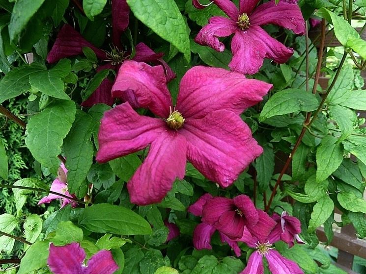 clematis viticella