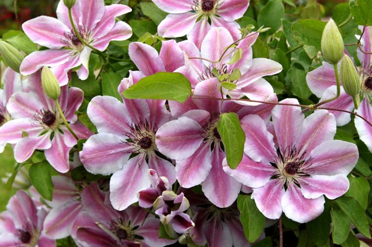 clematis nelly moser