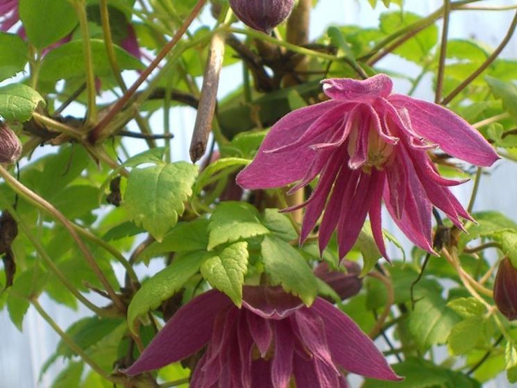 clematis alpina