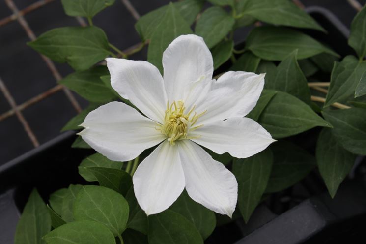 clematis valge daam