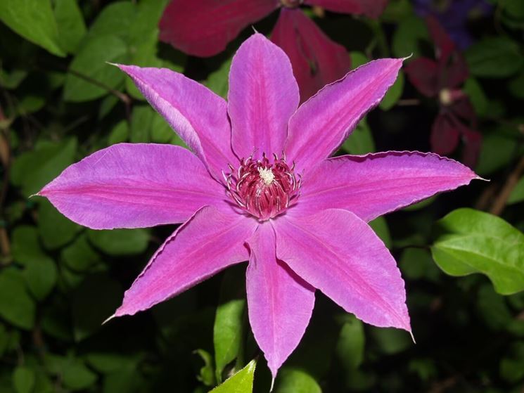 clematis