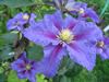 Clematis