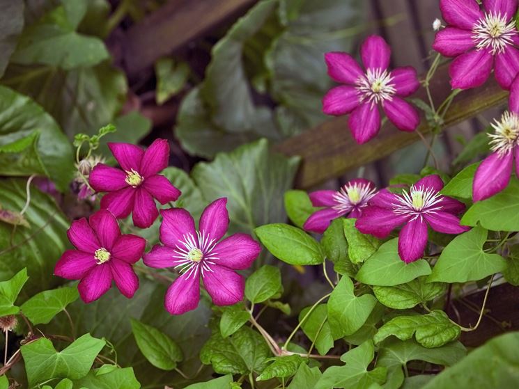 Clematis pianta