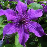 Clematis