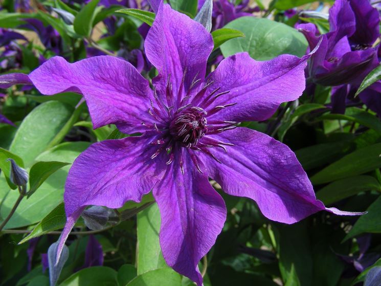 Clematis