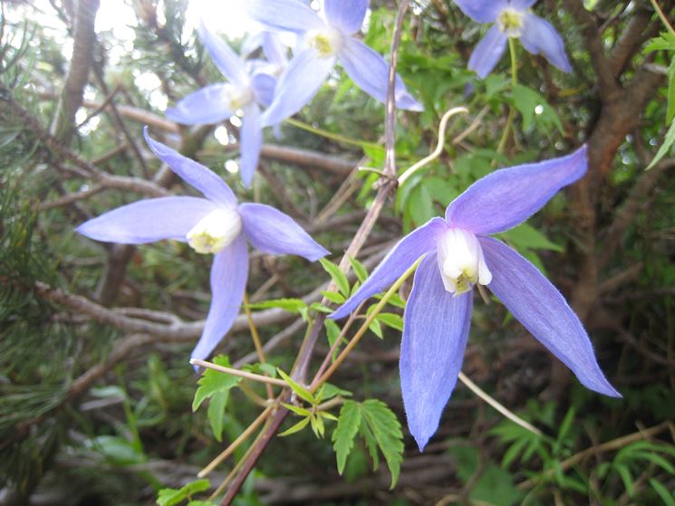 Clematis alpina