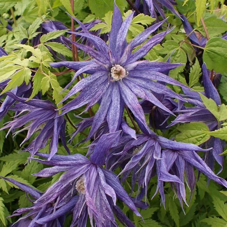 Clematis macropetala