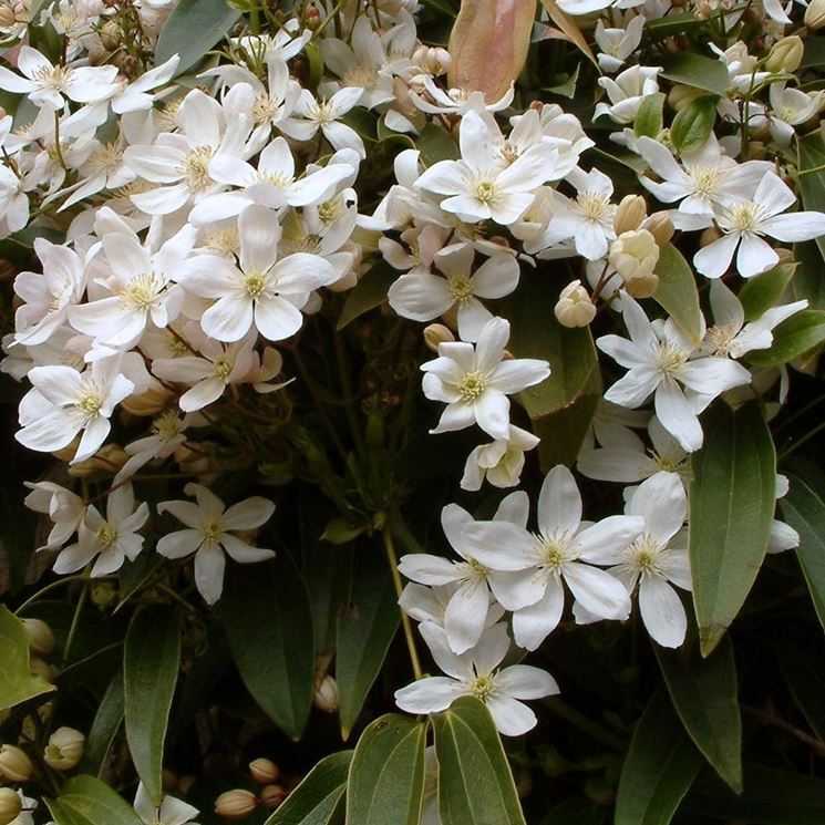 Clematis armandii