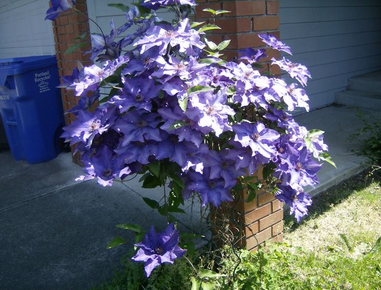 Clematis 