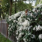 clematis sempreverdi