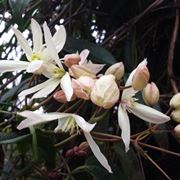 Fiori clematis armandii