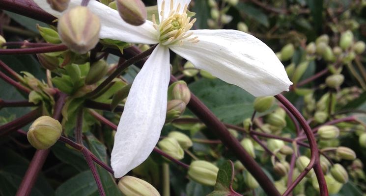 Boccioli fiori pianta rampicante