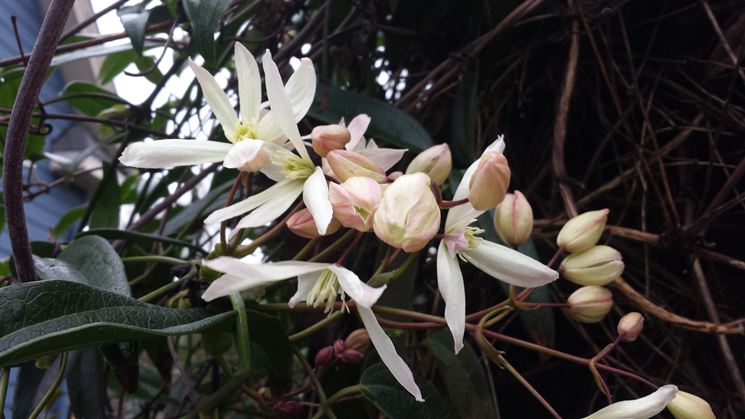 Fiori clematis armandii