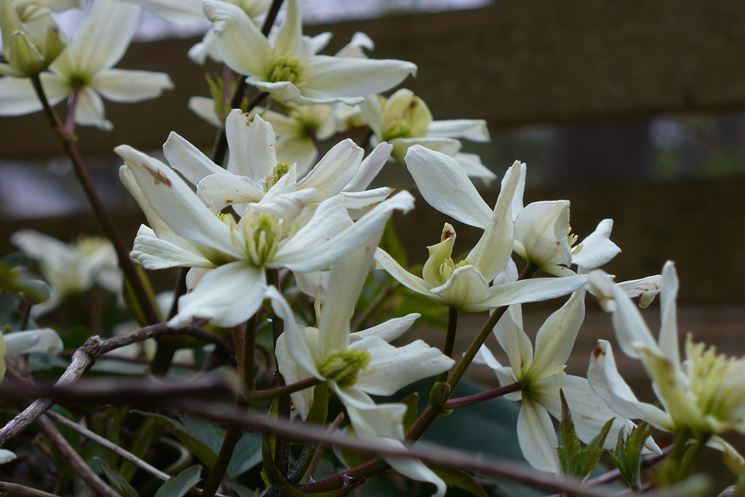 Infiorescenze pianta clematis