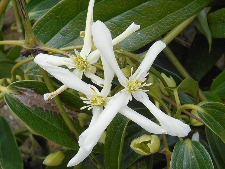 Pianta clematis sempreverde