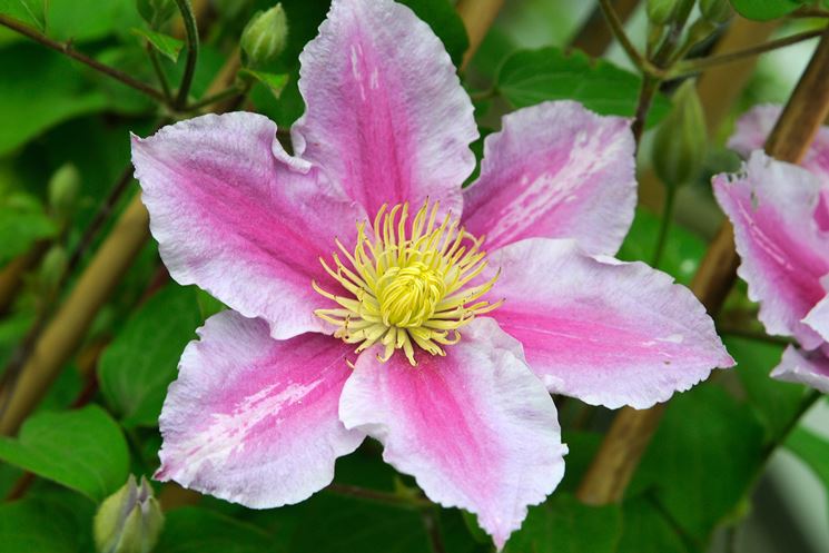 clematis-piilu_NG3.jpg