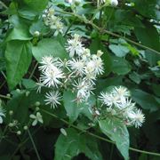 I fiori della Clematis Vitalba