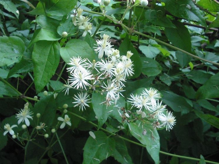 I fiori della Clematis Vitalba