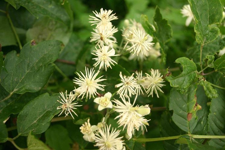 Il fiore della Clematis Vitalba