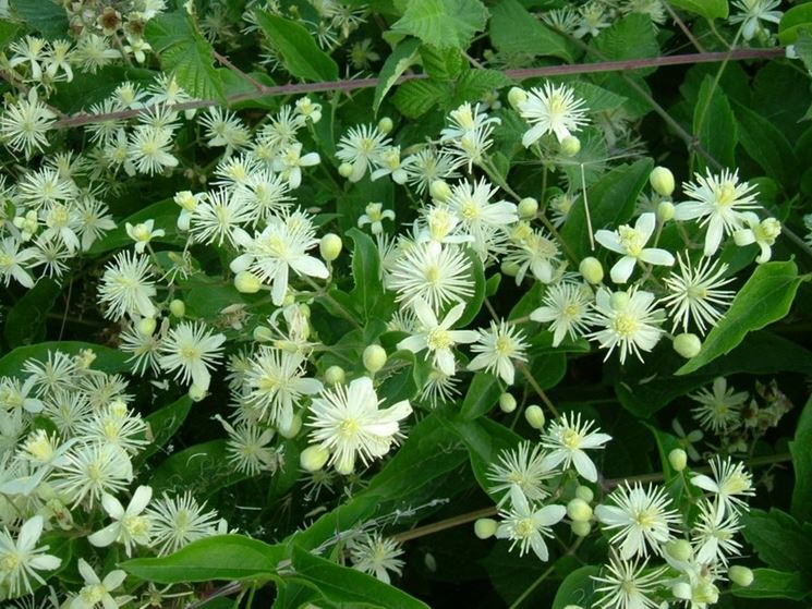 Un esemplare di Clematis Vitalba