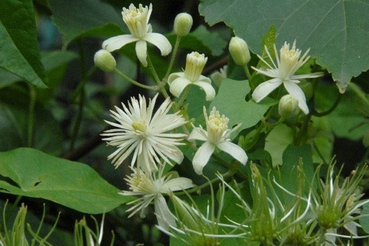 Particolare della Clematis Vitalba