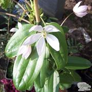 Particolare fiore clematis