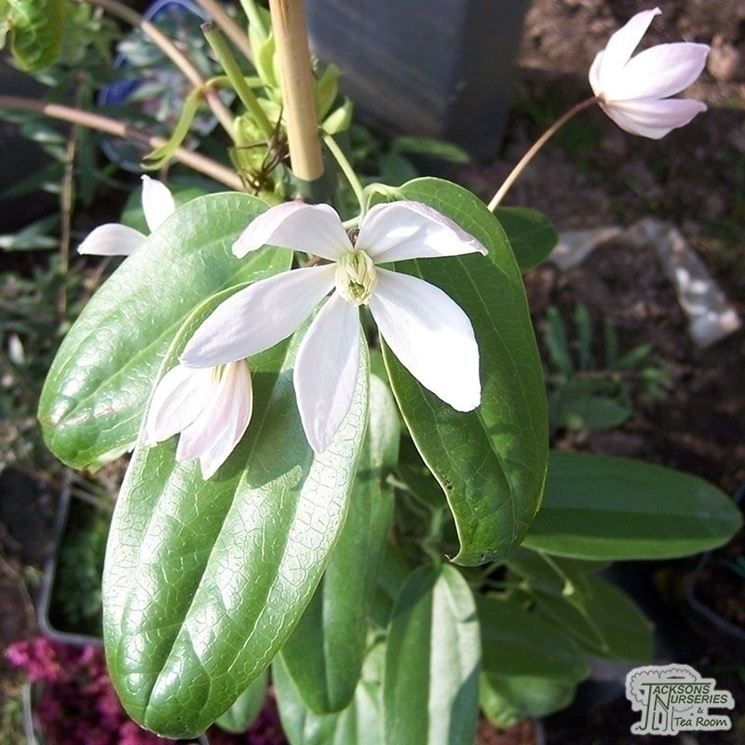 Particolare fiore clematis