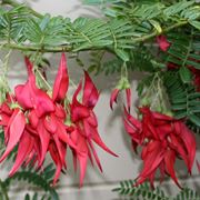 Clianthus