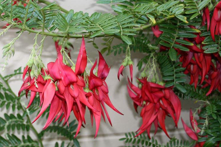 Clianthus