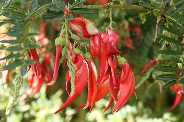 Clianthus