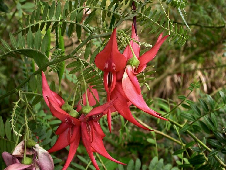 clianthus