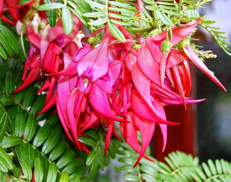 clianthus