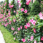 mandevilla hybrida