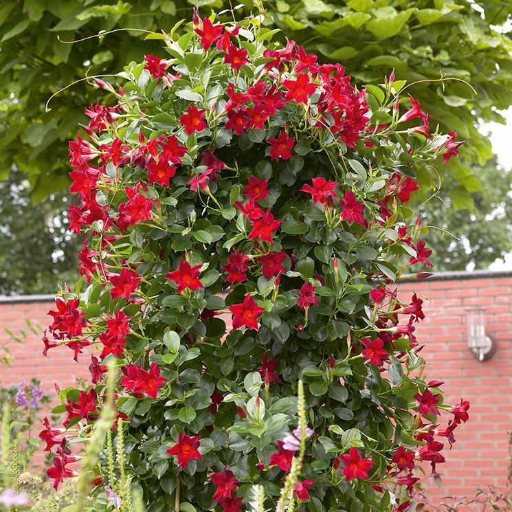 Dipladenia sundaville dai fiori rossi