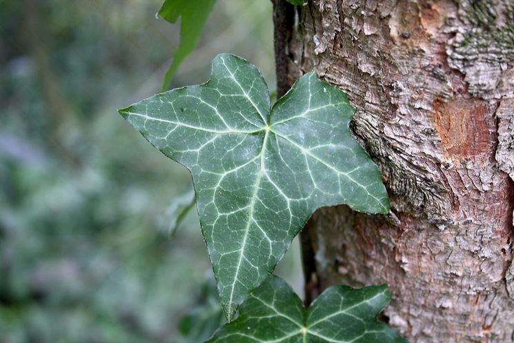 Edera rampicante 