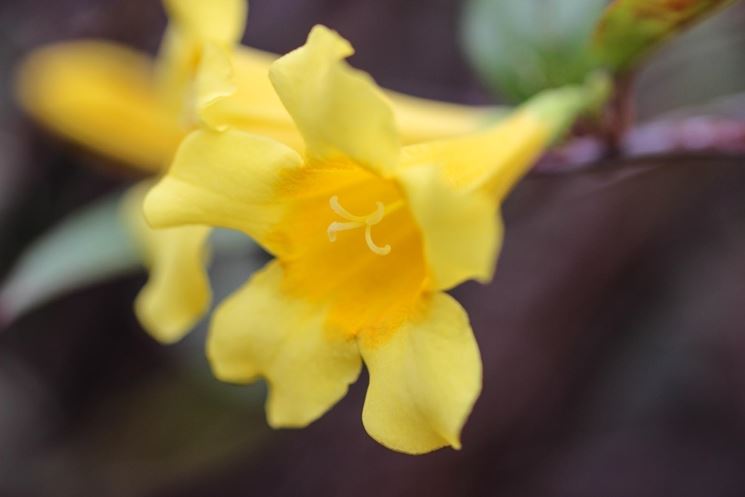 Fiori di gelsomino giallo