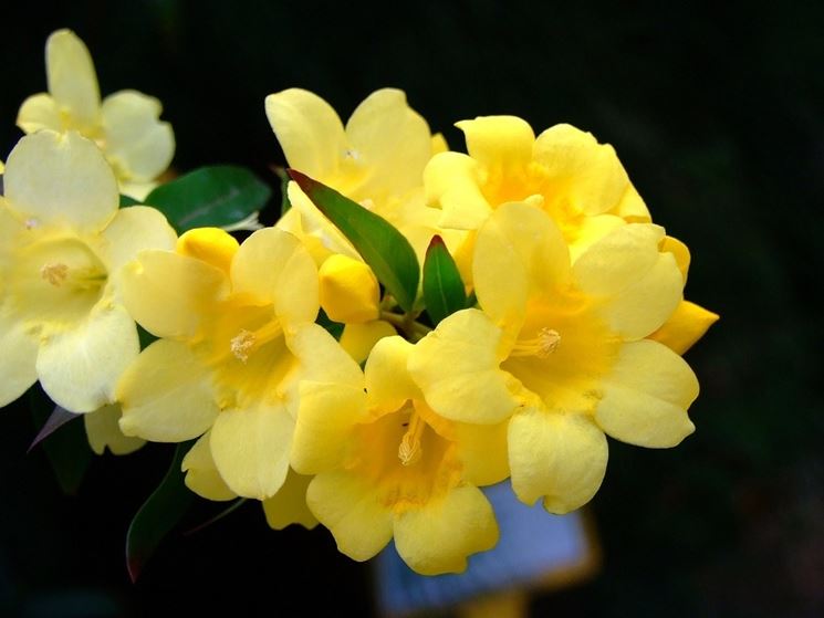 Piantine di gelsomino giallo