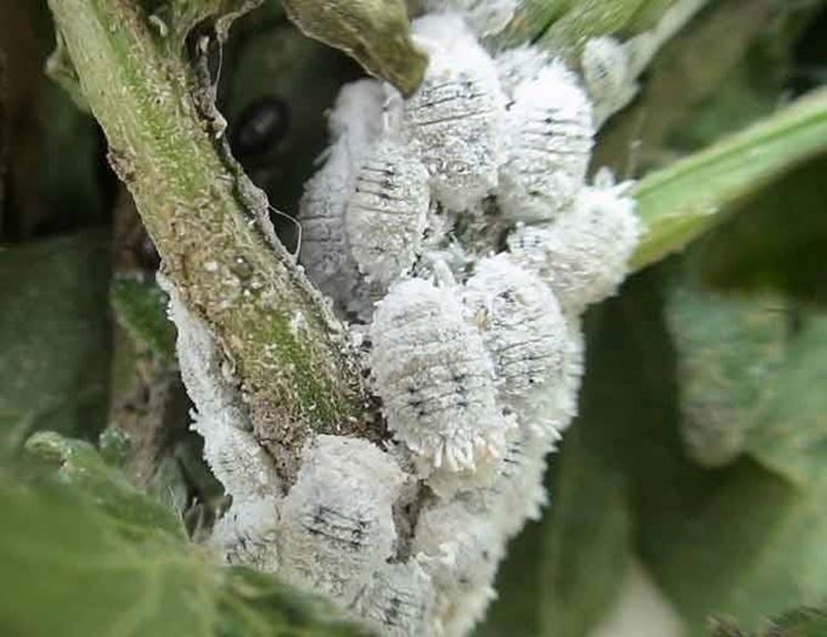 Cocciniglia farinosa