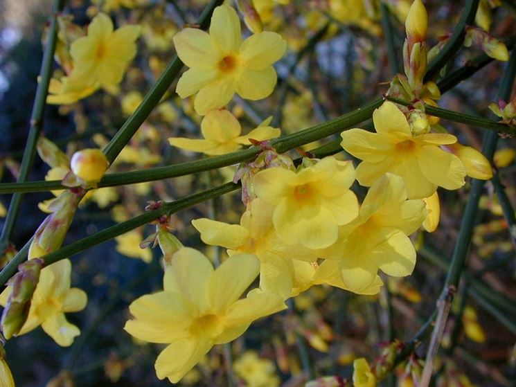 jasminum nudiflorum