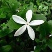 jasminum polyanthum