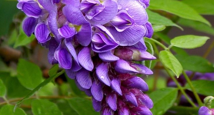 Wisteria frutescens