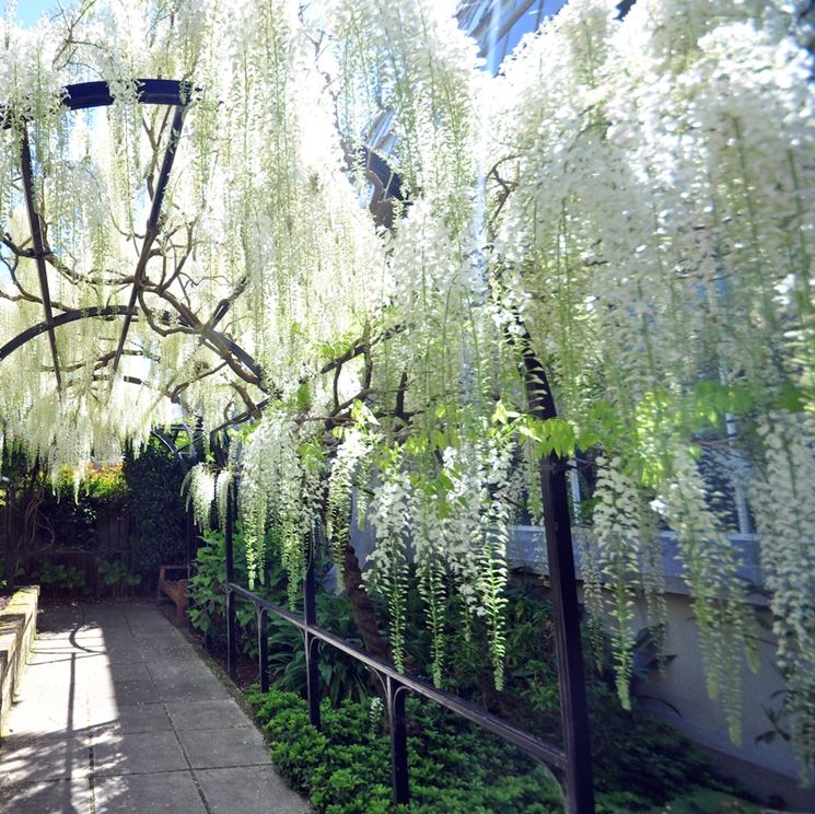 Wisteria sinesis