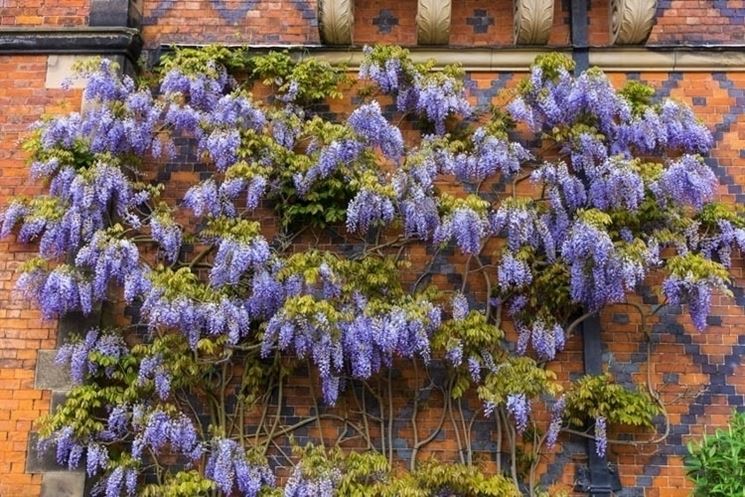 Wisteria brachybotrys 