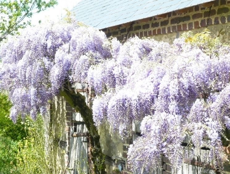 Wisteria floribunda