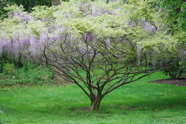 Wisteria x formosa domino