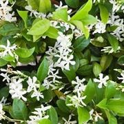 Fiori di gelsomino bianchi