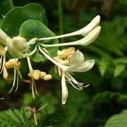 Lonicera caprifolium