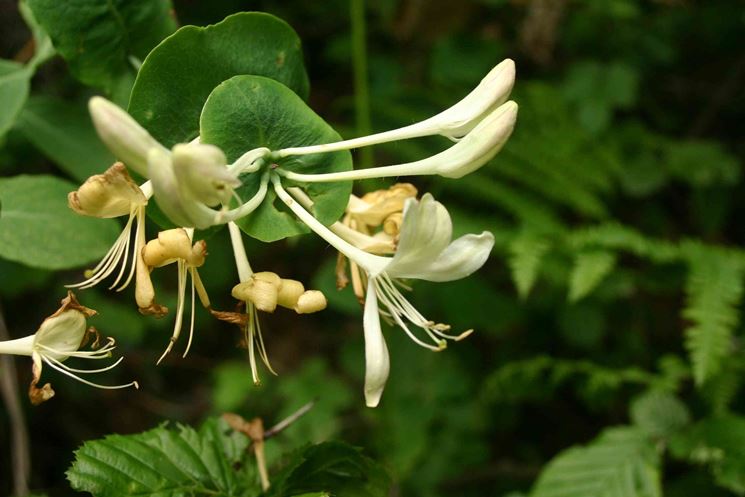 Lonicera caprifolium