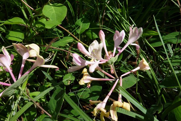 Fiore della lonicera caprifolium