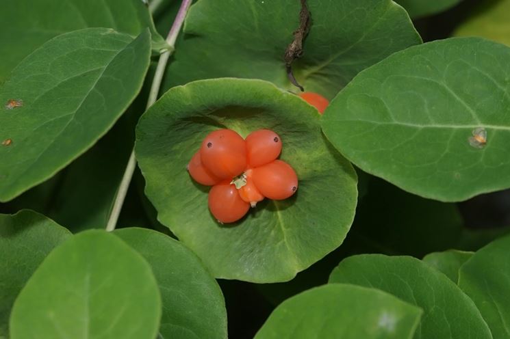 Lonicera caprifolium